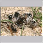 Andrena vaga - Weiden-Sandbiene 22.jpg